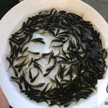 沙鯿魚苗養殖基地邊魚苗快大好養殖武昌魚苗批發價格